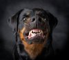 angry-dog-showing-its-teeth.jpg
