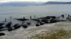 f_new_zealand_beached_whales_170210.nbcnews-ux-1080-600.jpg