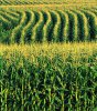cornfields1.jpg