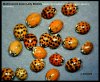 Multicolored-Asian-Lady-Beetles-labeled.jpg
