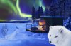 Arctic-Fox-Igloo-2.jpg