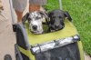 dogs in stroller.jpg
