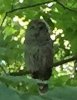 juvenile barred owl close.jpg