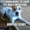 pit bull got owned.jpg