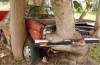 car embedded in tree.png
