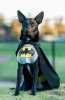 bat dog-3.jpg