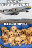 planeload of puppies 1.png