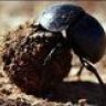 The Dung Beetle