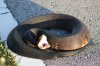 Are-Florida-Water-Moccasins-Poisonous.jpg