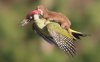 woodpecker-weasel-_3217739a_resized.jpg