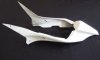 fairingTail.jpg