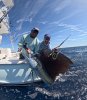 sail_1.jpg