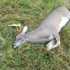 deer 1.JPG