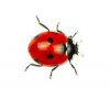 Lady bug.jpg